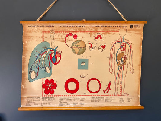 Vintage Anatomical Poster Human Circulation and Respiration System 1965 - The Vintage Allure