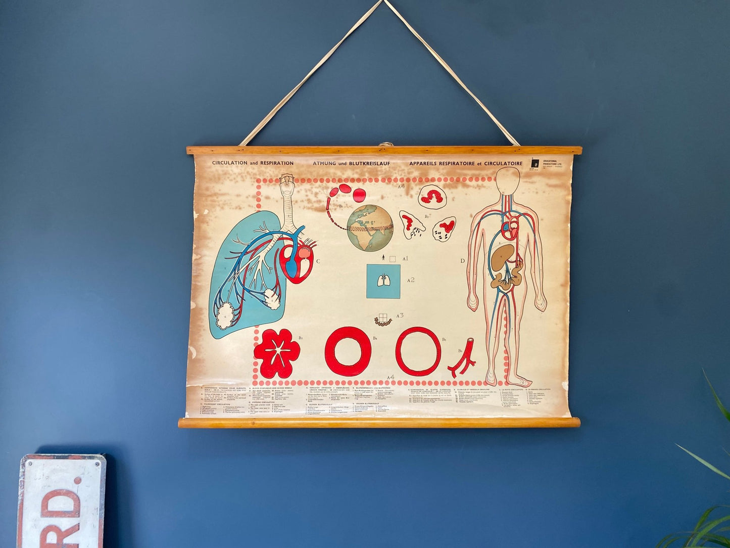 Vintage Anatomical Poster Human Circulation and Respiration System 1965 - The Vintage Allure