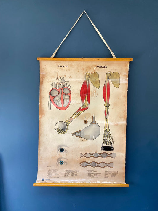 Vintage Anatomical Poster Human Muscles 1965 - The Vintage Allure