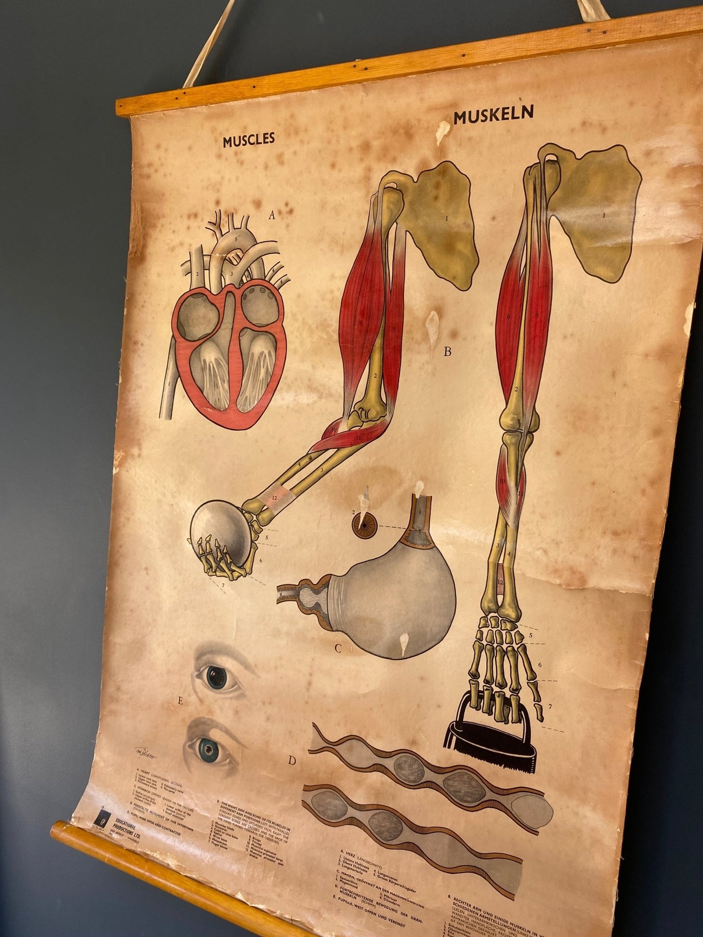 Vintage Anatomical Poster Human Muscles 1965 - The Vintage Allure