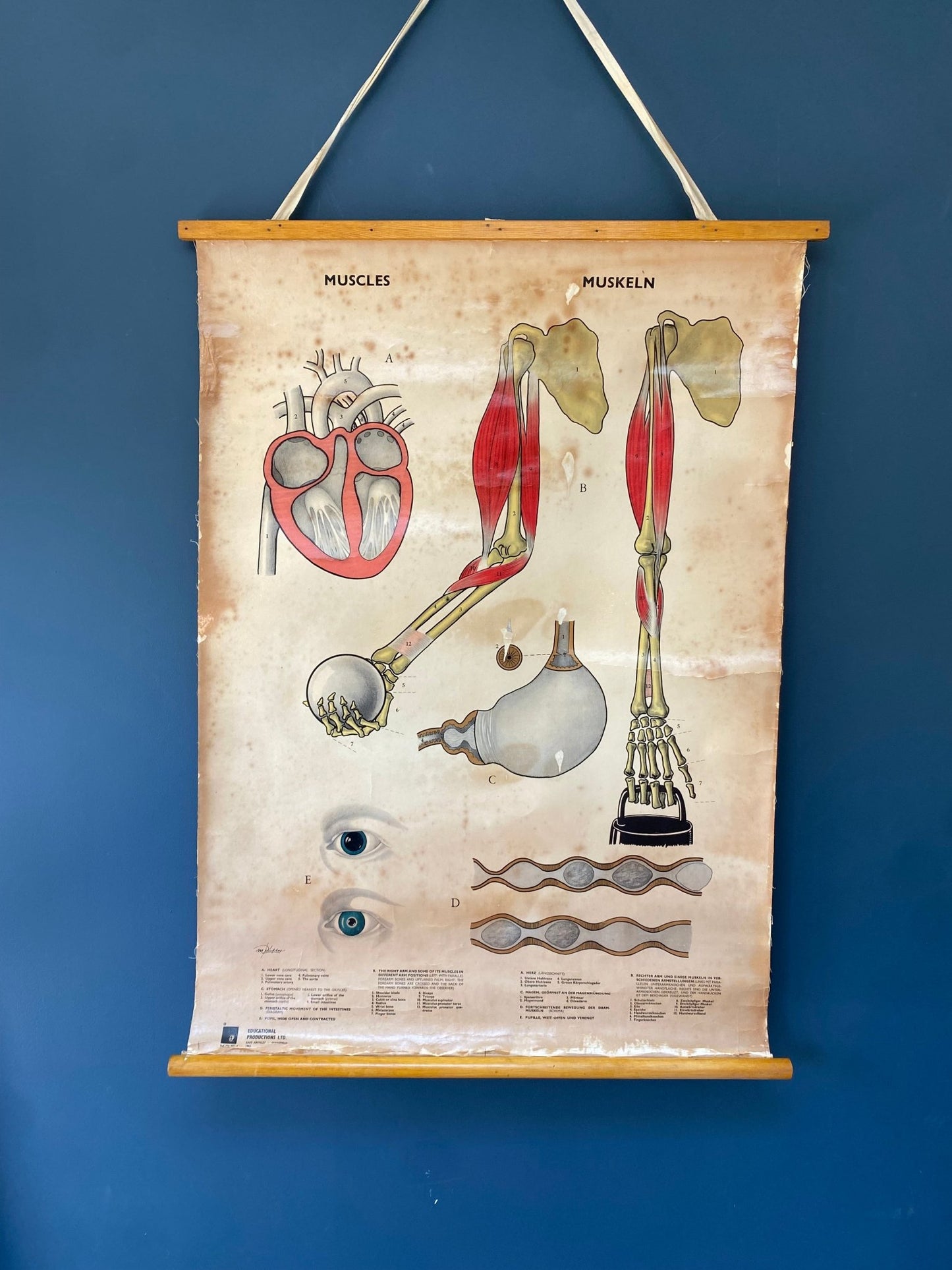 Vintage Anatomical Poster Human Muscles 1965 - The Vintage Allure