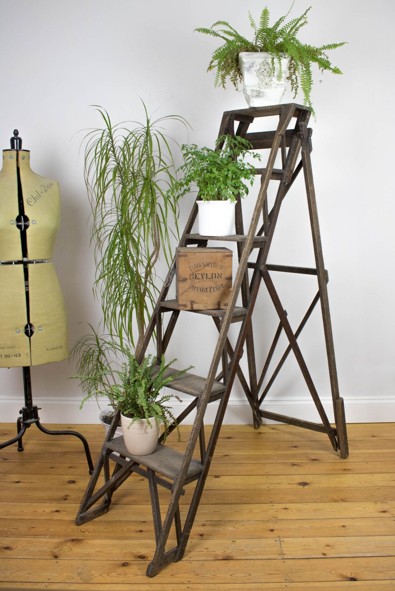 Ladders - The Vintage Allure