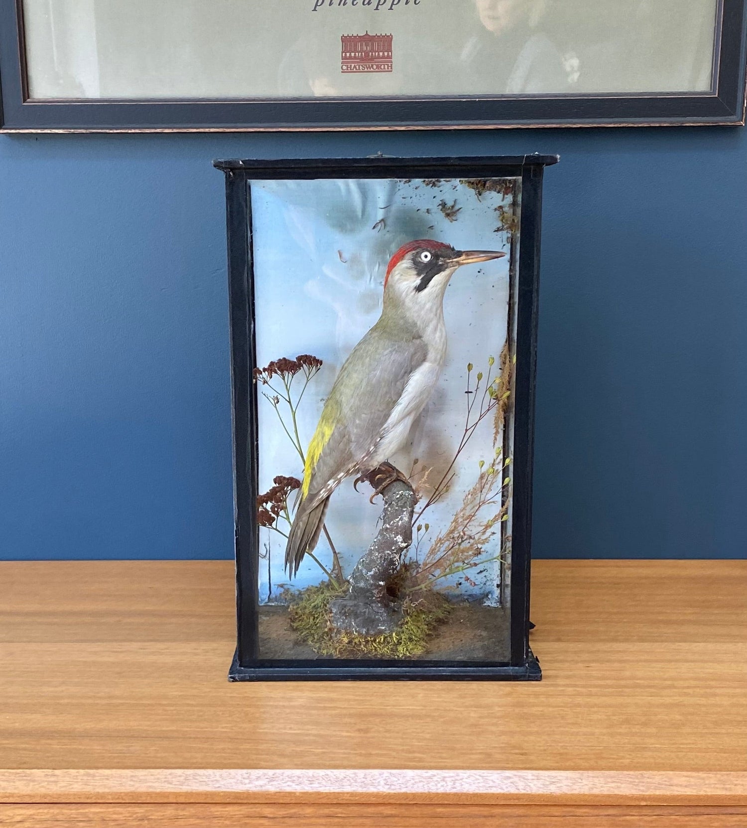 Taxidermy - The Vintage Allure