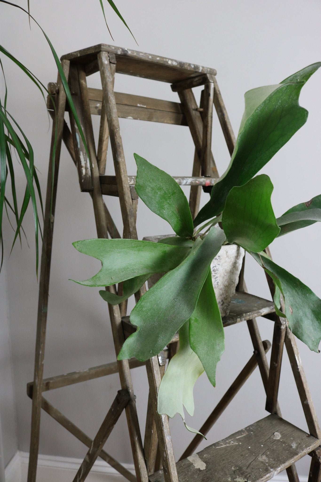 Hatherley Style Vintage Lattice Ladder - The Vintage Allure