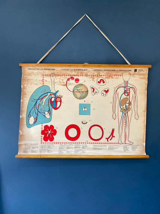 Vintage Anatomical Poster Human Circulation and Respiration System 1965 - The Vintage Allure