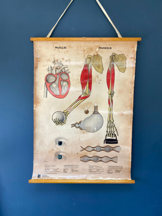 Vintage Anatomical Poster Human Muscles 1965 - The Vintage Allure